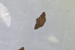 Antiblemma lacteigera