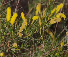 Acacia hilliana