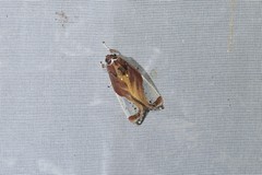 Bertholdia albipuncta