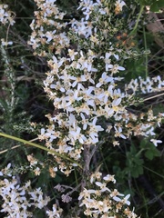 Olearia algida