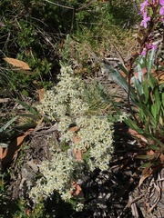 Olearia algida