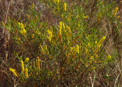 Acacia hilliana