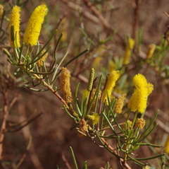 Acacia hilliana