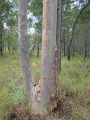 Zenodorus metallescens