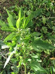 Chenopodium album