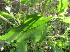 Chenopodium album
