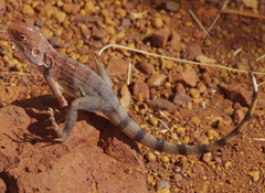Ctenophorus caudicinctus