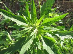 Chenopodium album