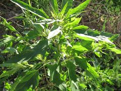 Chenopodium album