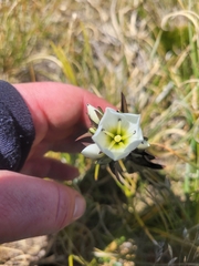 Gentianella corymbifera