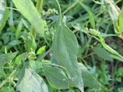 Chenopodium album