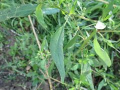 Chenopodium album