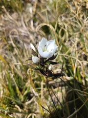 Gentianella corymbifera