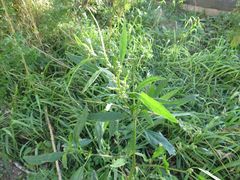 Chenopodium album