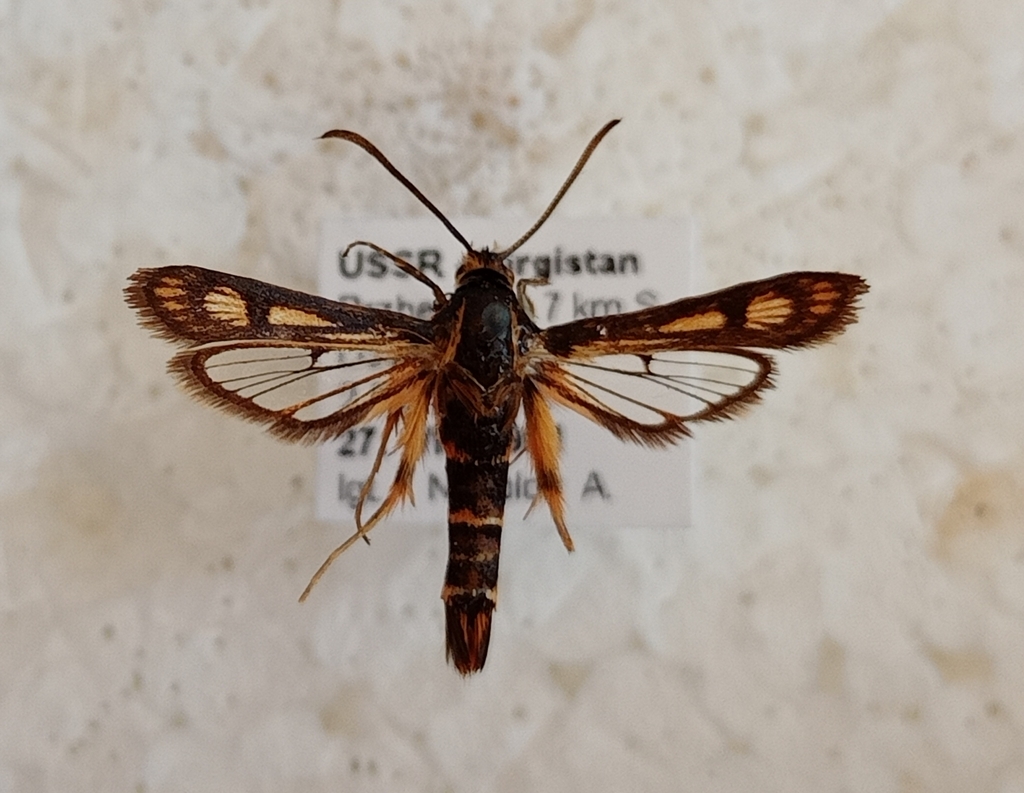 Dipchasphecia roseiventris