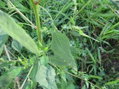Chenopodium album