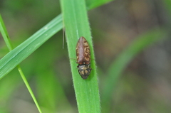 Prosternon bombycinum
