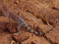 Ctenophorus caudicinctus