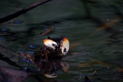 Goniopsis pulchra