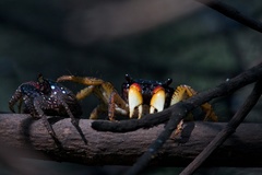 Goniopsis pulchra