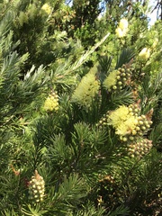 Melaleuca pityoides