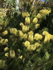 Melaleuca pityoides