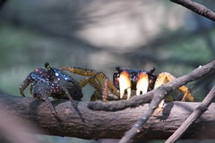 Goniopsis pulchra