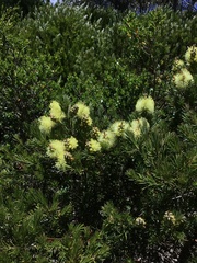 Melaleuca pityoides