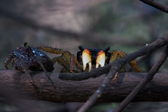 Goniopsis pulchra