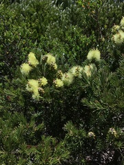 Melaleuca pityoides