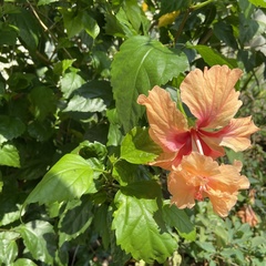 Hibiscus rosa-sinensis