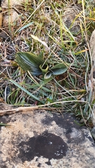 Ophrys insectifera aymoninii