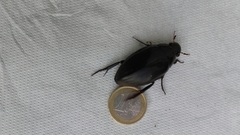 Hydrophilus piceus