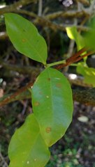 Cephaleuros virescens