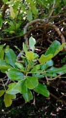 Cephaleuros virescens