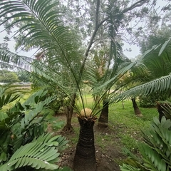 Cycas