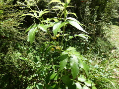 Sambucus gaudichaudiana