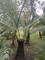 Cycas