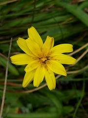 Microseris scapigera