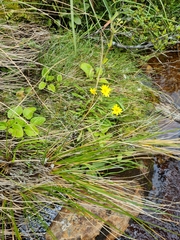 Microseris scapigera