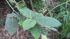 Ehretia dicksonii