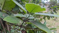 Ehretia dicksonii