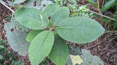 Ehretia dicksonii