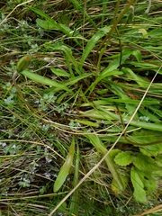 Microseris scapigera