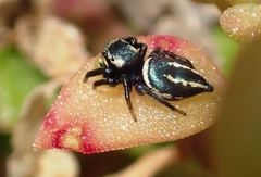 Heliophanus melinus