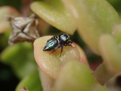 Heliophanus melinus
