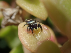 Heliophanus melinus