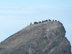 Leucocarbo chalconotus