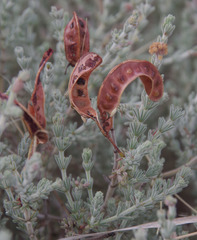 Acacia adoxa adoxa