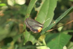Hyalyris ocna